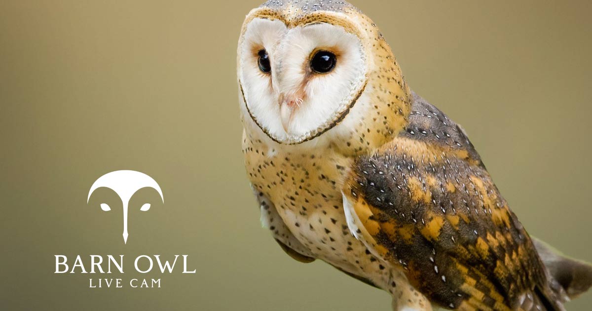 Watch The LIVE Barn Owl Cam Online CarbonTV
